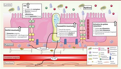 Syndrome De Lintestin Irritable R Le Du Microbiote Intestinal