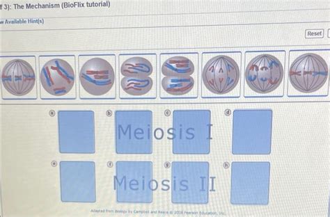 The Mechanism Bioflix Tutorial W Available Chegg