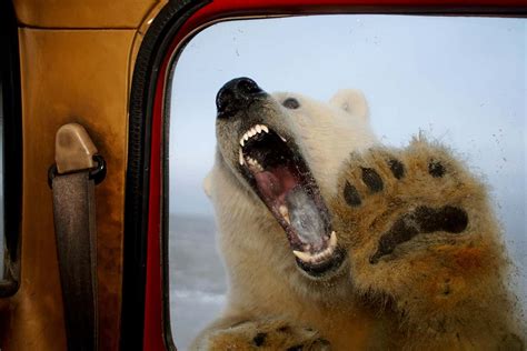 Polar bear attacks on people set to rise as climate changes | New Scientist