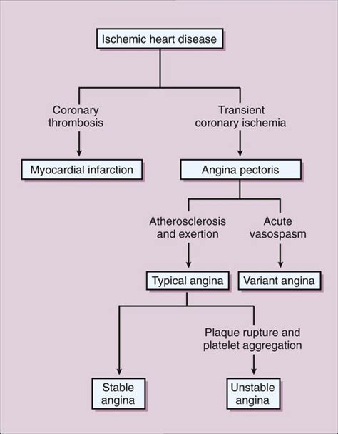 Antianginal Drugs Basicmedical Key