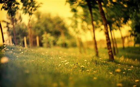 Sfondi Luce Del Sole Foresta Tramonto Natura Erba Campo