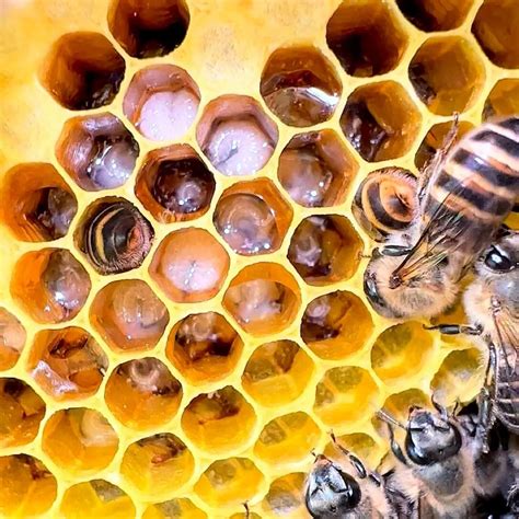 bee larvae learn  nature
