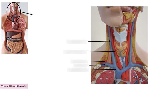 Torso Blood Vessels Diagram Quizlet