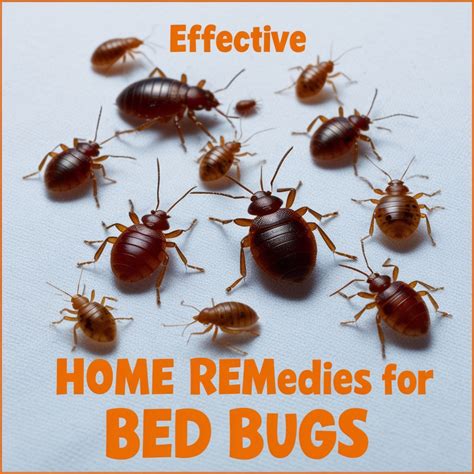 Effective Home Remedies For Bed Bugs Natural Pest Control Solutions