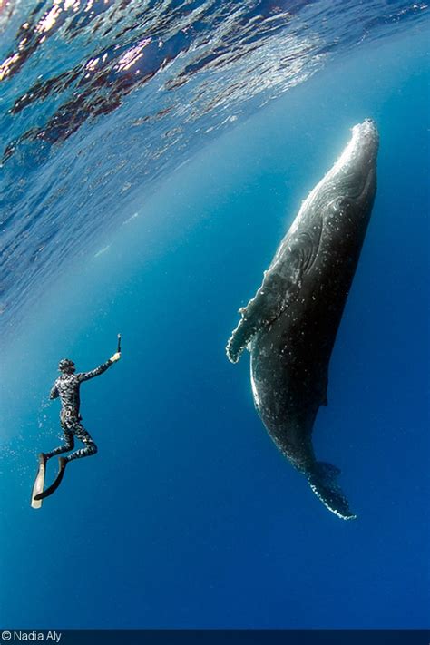 Photographing Humpbacks In Tonga