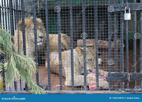 Wild Lion And Lioness In The Aviary Behind Bars In The St Petersburg