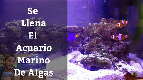 Algas En Acuario Marino Octavo Mes De Evolución Del Acuario Marino