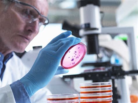 Microbiology Scientist Using An Inverted Light Microscope To View