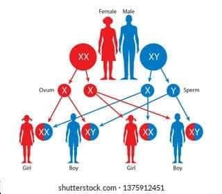 الكروموسومات الجنسية Sex Chromosomes الكروموسومات الجنسية هي