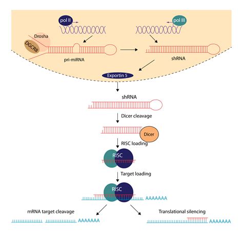 Short Hairpin Shrna Silencing Aav And Adenovirus Vector Biolabs