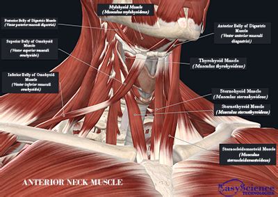 Anterior Neck Muscle – EasyScience Technologies