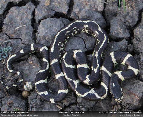 California Kingsnake (Lampropeltis getula californiae)