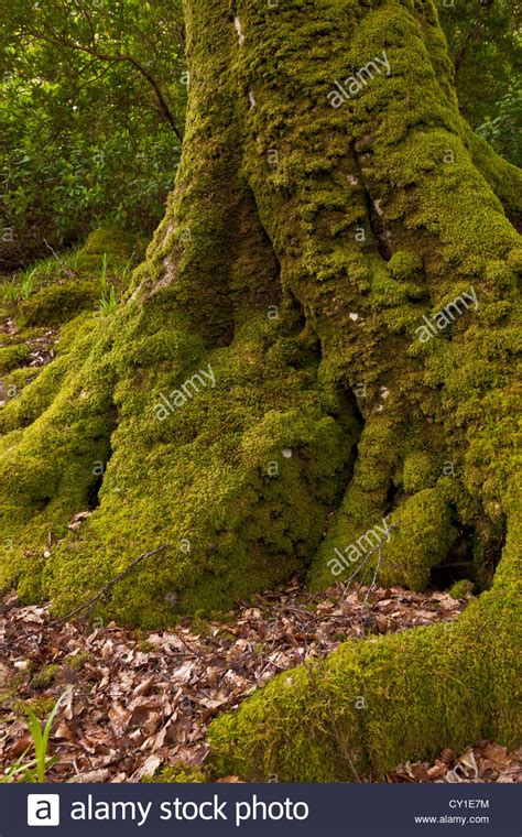 A Gnarly Moss Covered Tree Meets The Forest Floor Stock Photo Alamy