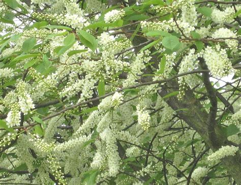 Bird Cherry Tree Guide Uk Bird Cherry Identification