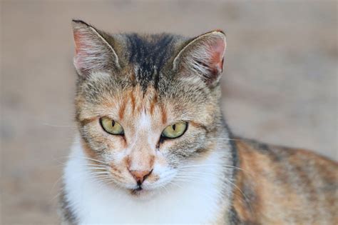 Chat de gouttière Découvrez la race de chat