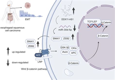 Mir D P A Non Coding Rna With Potential Diagnostic Prognostic And