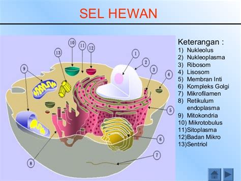Sel Hewan Pengertian Bagian Dan Fungsinya