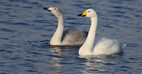 Few Signs Of Whooper Swan Population Interchange Birdguides