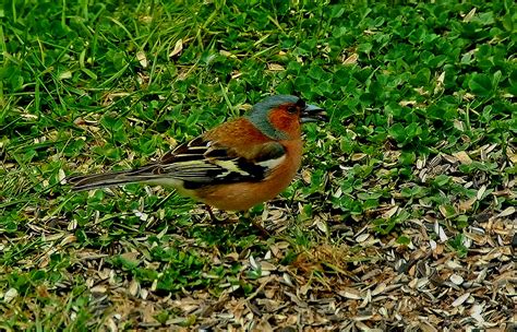 Bunte Vogelschar in meinem Garten Rainer Prüm Fotos