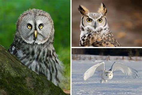 North American Owl Species A Comprehensive Guide Nature Roamer