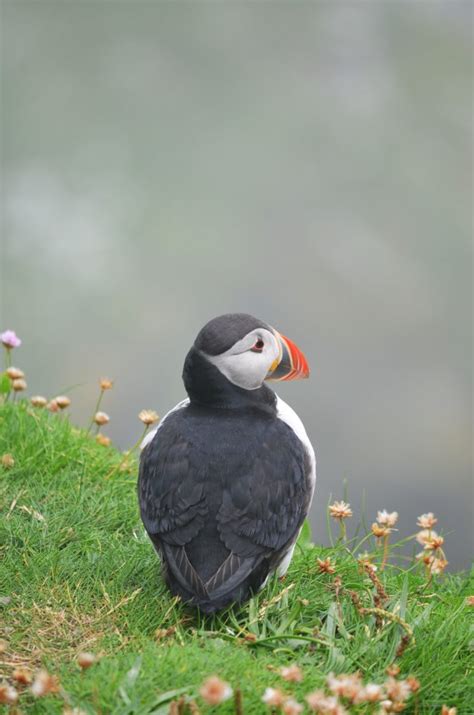 Puffins – Erlebnisse in Shetland