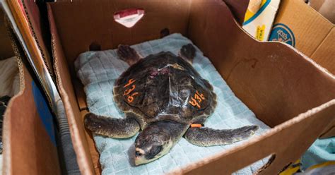 100 Cold Stunned Sea Turtles From Cape Cod Sent To Florida Mississippi