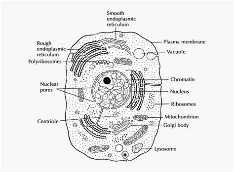 Chromatin Drawing Lysosome - Animal Cell Diagram Drawing , Free ...