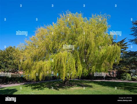 Willow tree england uk hi-res stock photography and images - Alamy