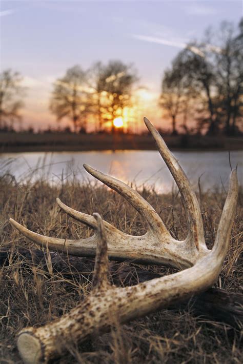 Deer Shed Antler Drawing