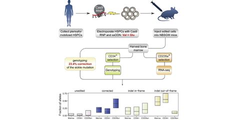 Tackling Sickle Cell Disease With Crispr Swiss National Center Of