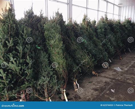 Christmas Tree Lot Stock Image Image Of Christmas Novrmber 62374433