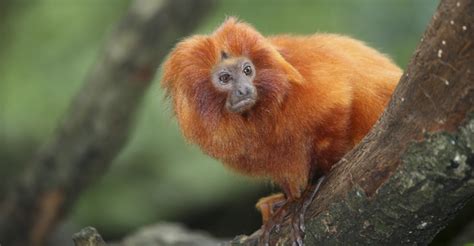 Golden Lion Tamarins | Pantanal Brazil | Natural Habitat