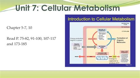 Pdf Unit 7 Cellular Metabolism · 2017 11 6