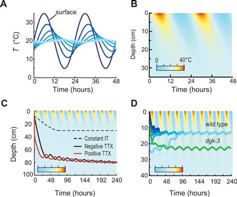 Spatiotemporal Dynamics Of Temperature In Soil Like Environments And