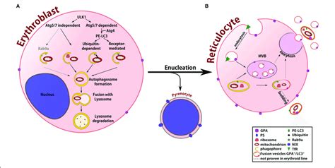 Red Blood Cells Organelles