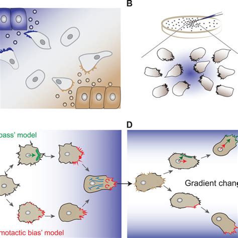 Summary Of The Guidance Mechanisms Of Cell Migration Occurring During