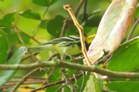 Black Throated Green Warbler From Tenosique Tab M Xico On January