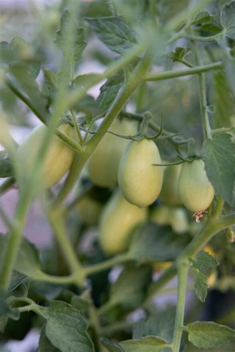 The Best Fertilizer for Tomato Plants - The Seasonal Homestead