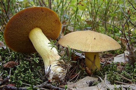 maślak pstry Suillus variegatus Atlas NaGrzyby pl