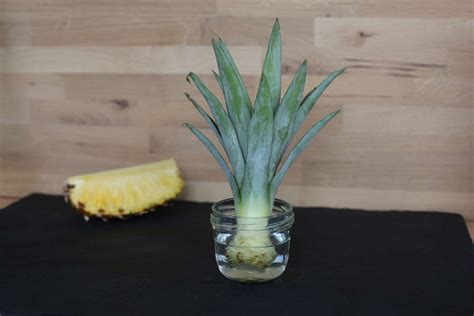 Ananas Anpflanzen Vermehrung Anbau Anleitung Plantura