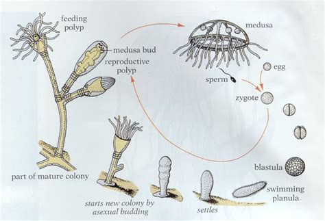 World Of Jellyfish: JELLYFISH : Anatomy - Life Cycle