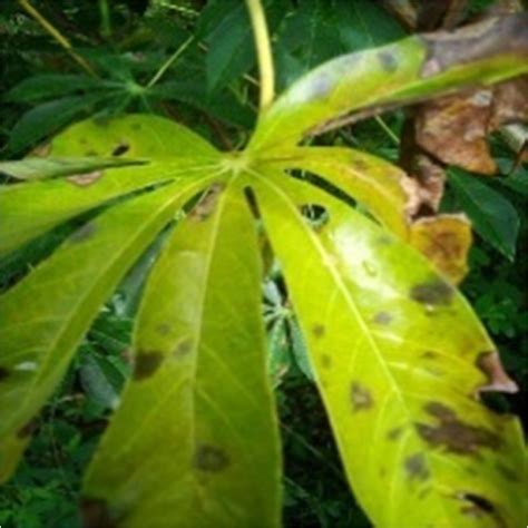 Cbb Disease Symptom On Cassava Leaf Download Scientific Diagram