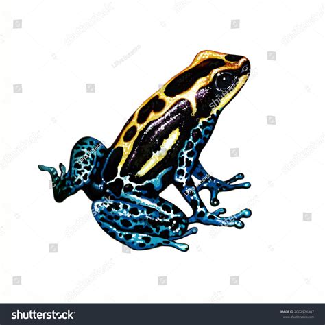 Poison Dart Frog Drawing