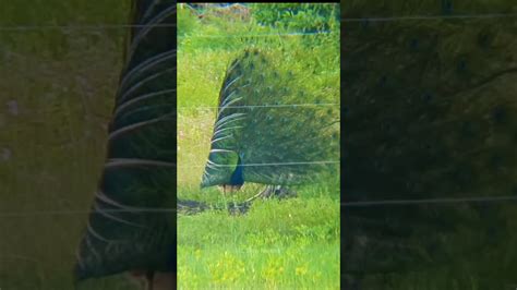 Beautiful Peacock Dance Shorts Video 🦚 Youtube