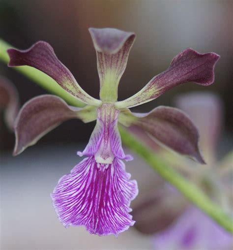 Encyclia Cordigera X Encyclia Atrorubens J Darrel Martin Flickr