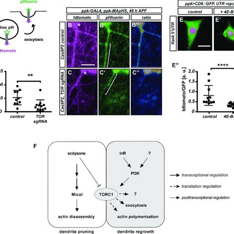 TOR Is Required For V Ada Neuron Dendrite Regrowth After Pruning A B