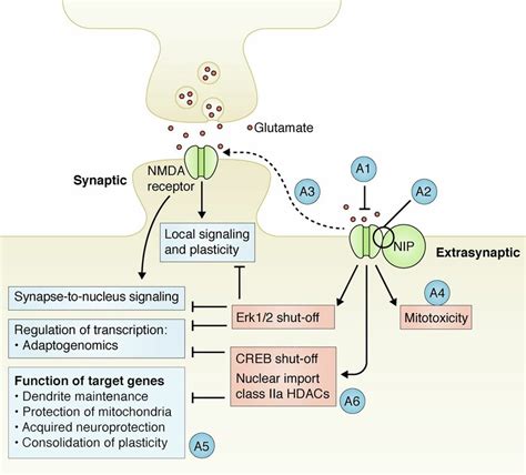 Schematic Illustration Of The Antagonism By Extrasynaptic Nmda Download Scientific Diagram