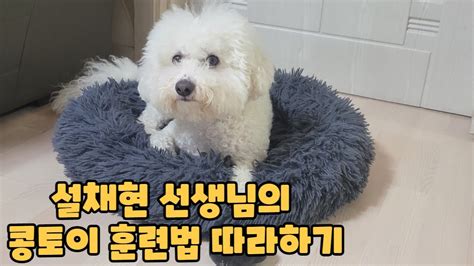 강아지입양 Vlog 설채현 선생님의 강아지 분리불안 훈련 L 콩토이 훈련 따라해보기 Youtube