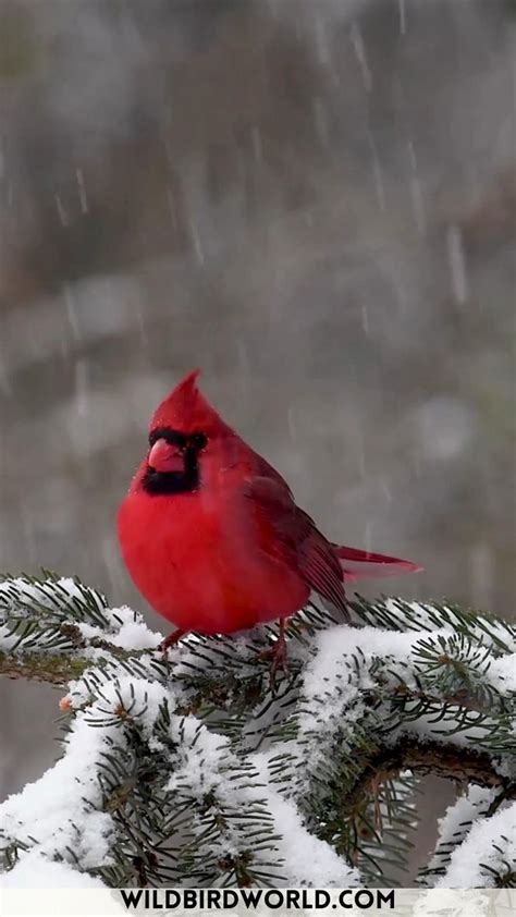 What Does It Mean When You See A Cardinal Beautiful Birds Wild