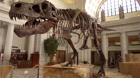 Skeleton Of Tyrannosaurus Rex Discovered August 12 1990 HISTORY